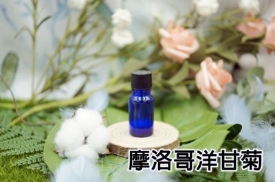 摩洛哥洋甘菊